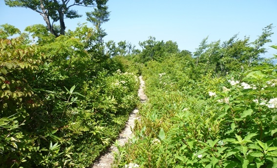 ④山頂付近の登山道。白い花も咲いています.jpg