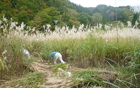 11月【南砺市】②ゲートを造るための茅の刈り取り作業の様子.jpg