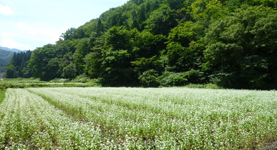 12月【南砺市】①９月：白い花が咲き誇るそば畑.jpg